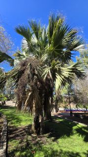 GC-Parque Botanico de Maspalomas 2025-047.jpg